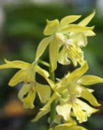 Calanthe sieboldii